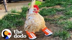 chicken shoes