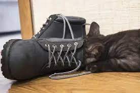 **Why Do Cats Put Toys in Shoes? Unraveling the Mystery and a Perfect Shoe Solution**