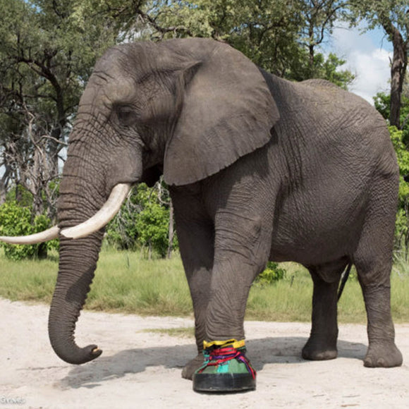 elephant shoes