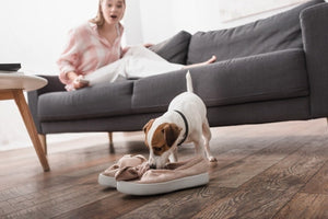 Why Does My Dog Steal My Shoes? Understanding the Peculiar Behavior and How to Prevent It
