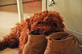 Why Do Dogs Take Shoes? Understanding Canine Behavior and Solutions