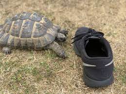 Why Do Turtles Hate Shoes? Unraveling the Curious Relationship Between Turtles and Footwear