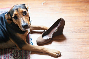 Why Do Dogs Take Shoes? Understanding Canine Shoe Obsession and How to Protect Your Footwear