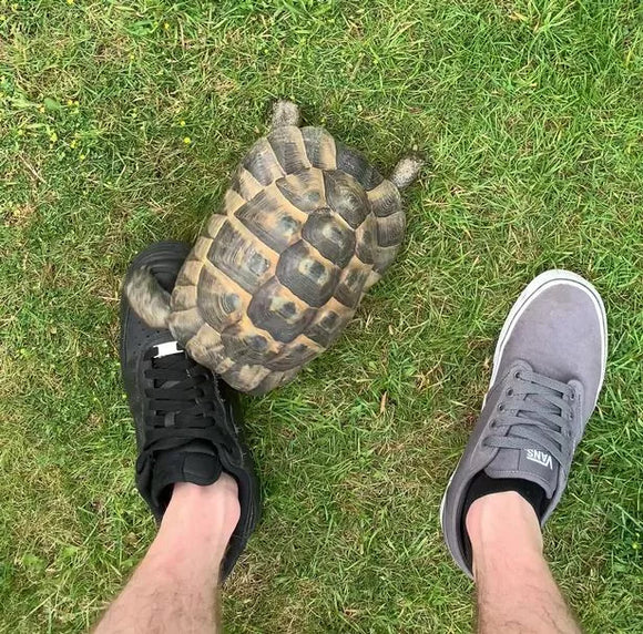 why do turtles hate shoes