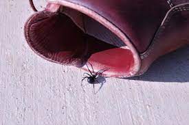 how to keep spiders out of shoes